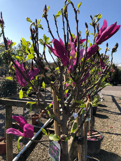 Magnolia Susan 25 Litre Pot Half Standard