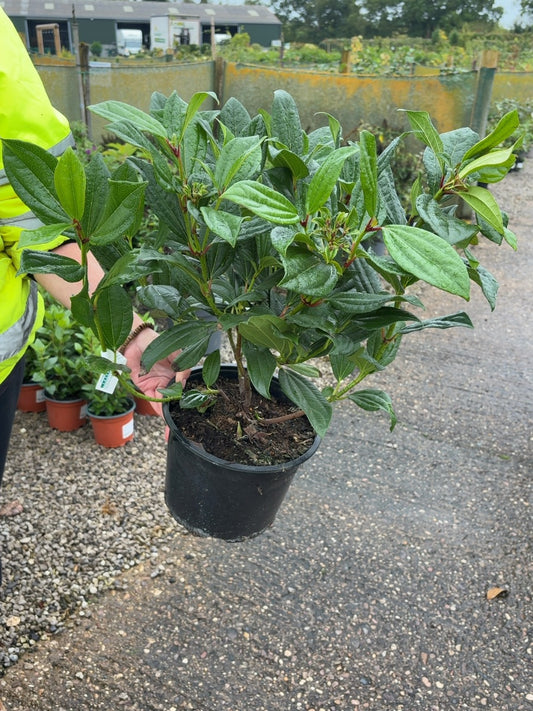 Viburnum Davidii 5 Litre Pot