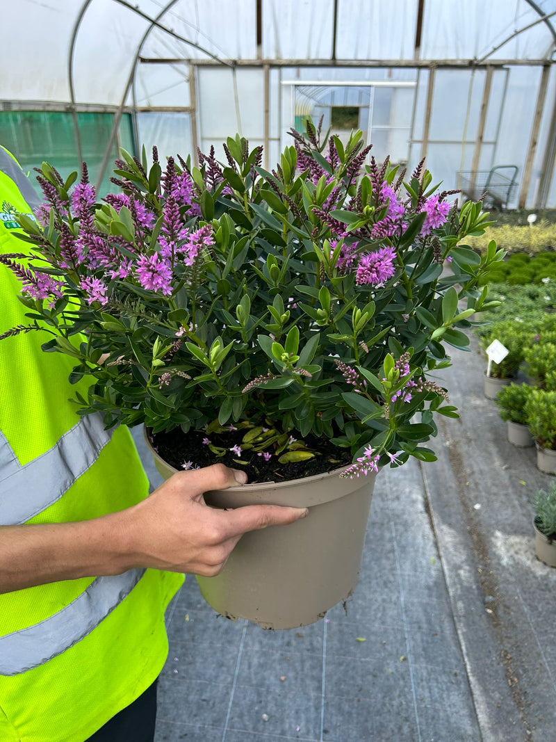 Hebe Mette 10 Litre Pot