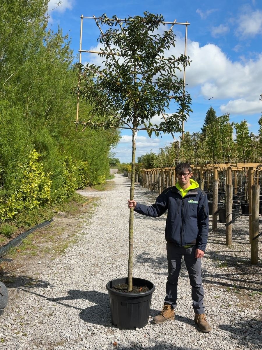 Prunus Lusitanica Brenelia Pleached 180cm St 120x120 10/12cm
