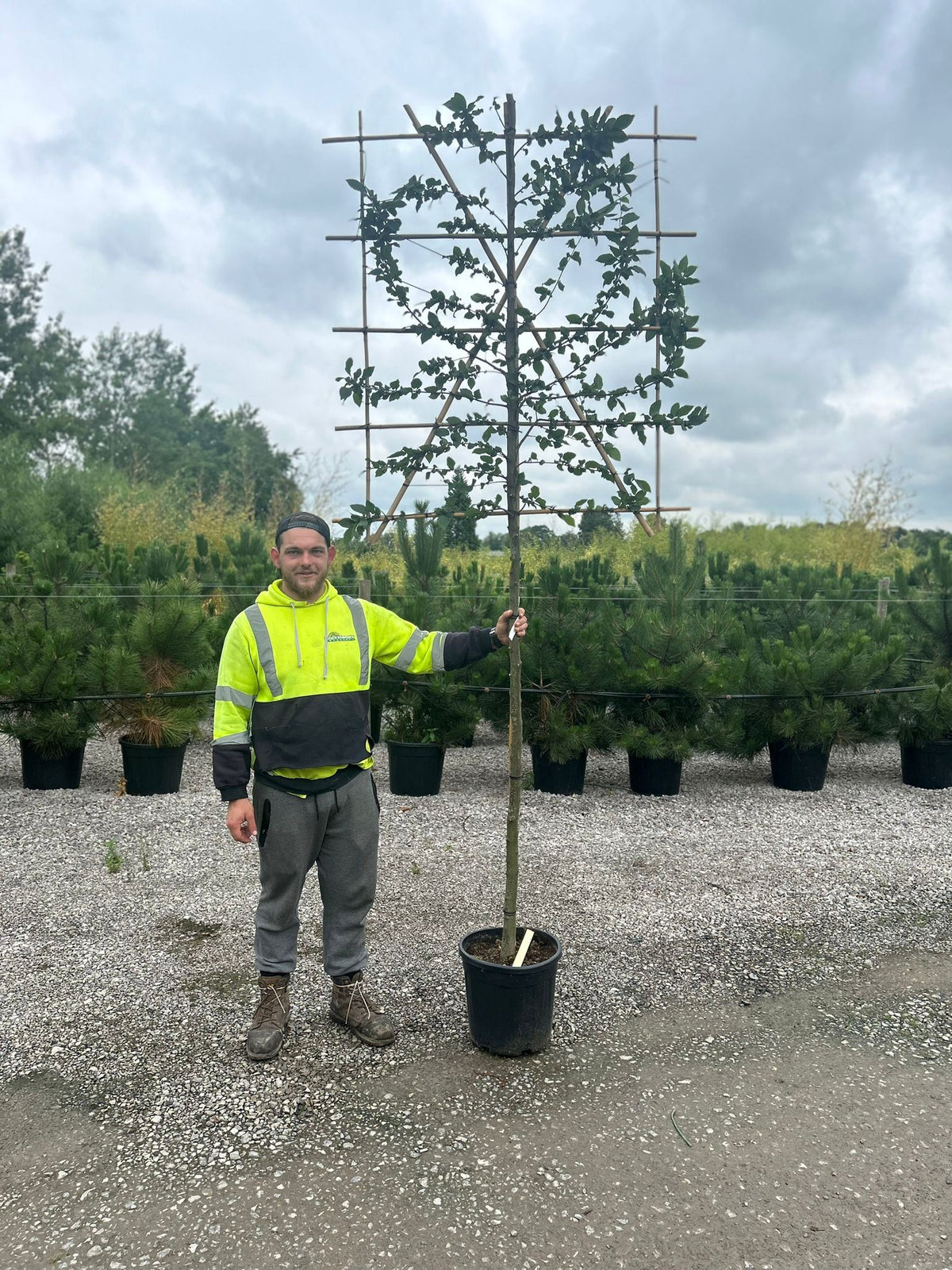 Carpinus B. Pleached Std 10/12cm G, 150cm Stem, 140cm H x 120cm W Frame