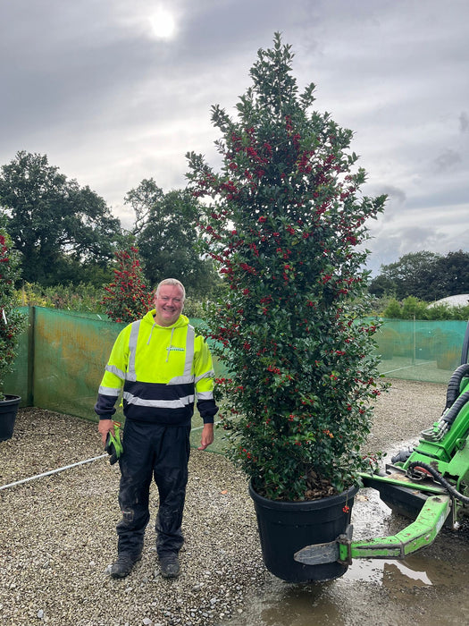 Ilex mes. Heckenfee Instant Solitaire 210/225cm