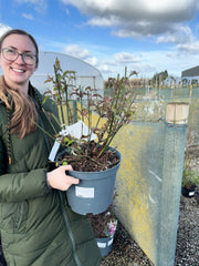 Leycesteria Purple Rain 10 Litre Pot