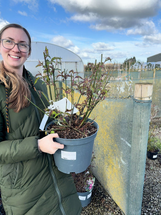 Leycesteria Purple Rain 10 Litre Pot