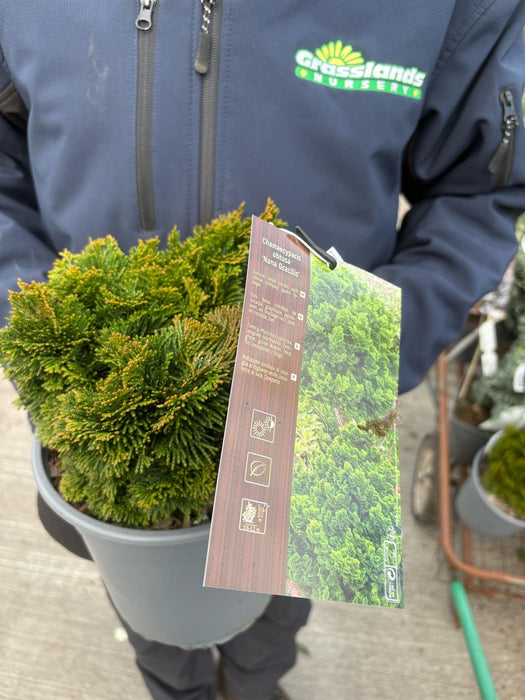 Chamaecyparis Obtusa Nana Gracilis 9 Litre Pot