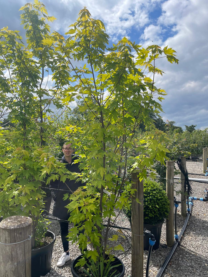 Acer s. Pyramidale Multi Stem 200/225cm