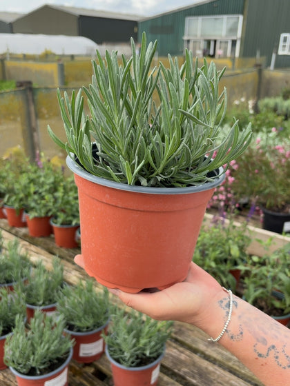 Lavender Angustifolia Alba 2 Litre Pot