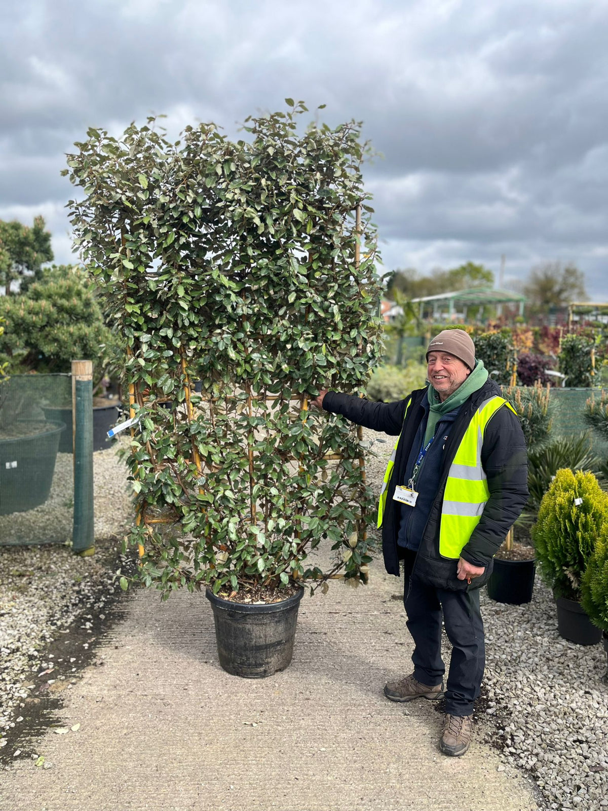 Elaeagnus Ebbingei Pleached Wall Frame 180cm Tall x 110cm Wide