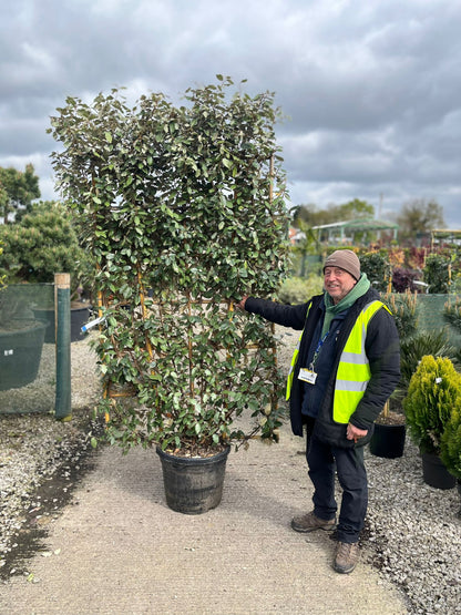 Elaeagnus Ebbingei Pleached Wall Frame 180cm Tall x 110cm Wide