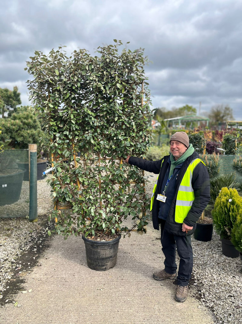 Elaeagnus Ebbingei Pleached Wall Frame 180cm Tall x 110cm Wide