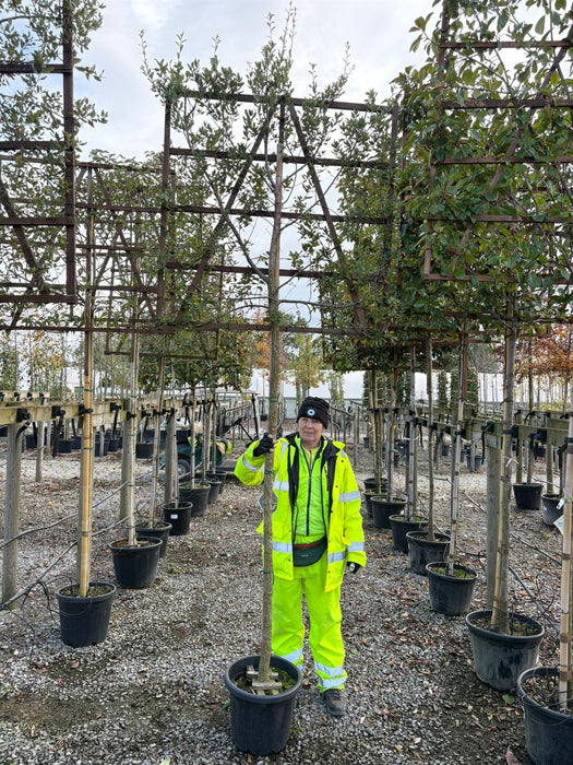 Quercus Suber Pleached 180cm ST 120cm X120cm Frame