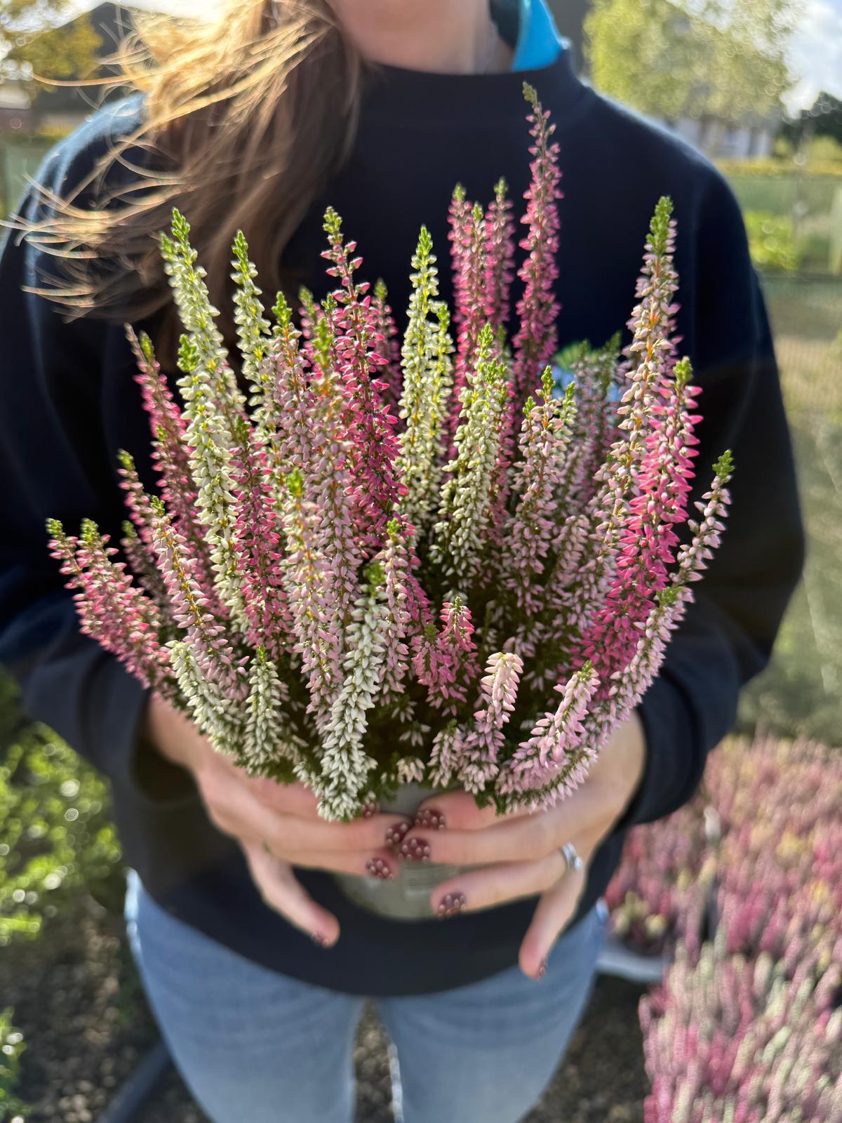 Calluna Beauty Ladies Trio 11cm Pot
