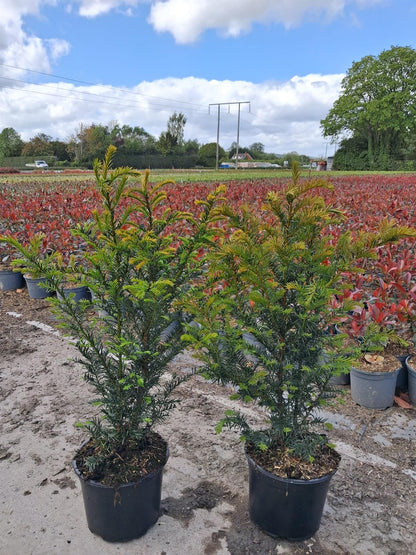 Yew Hedging 2 Litre Pot 30-35 cm