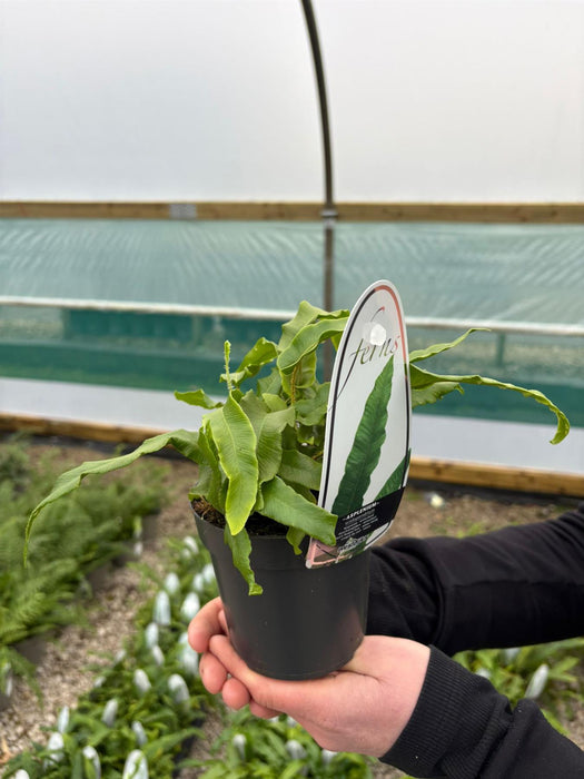 Asplenium Scolopendrium 11cm Pot