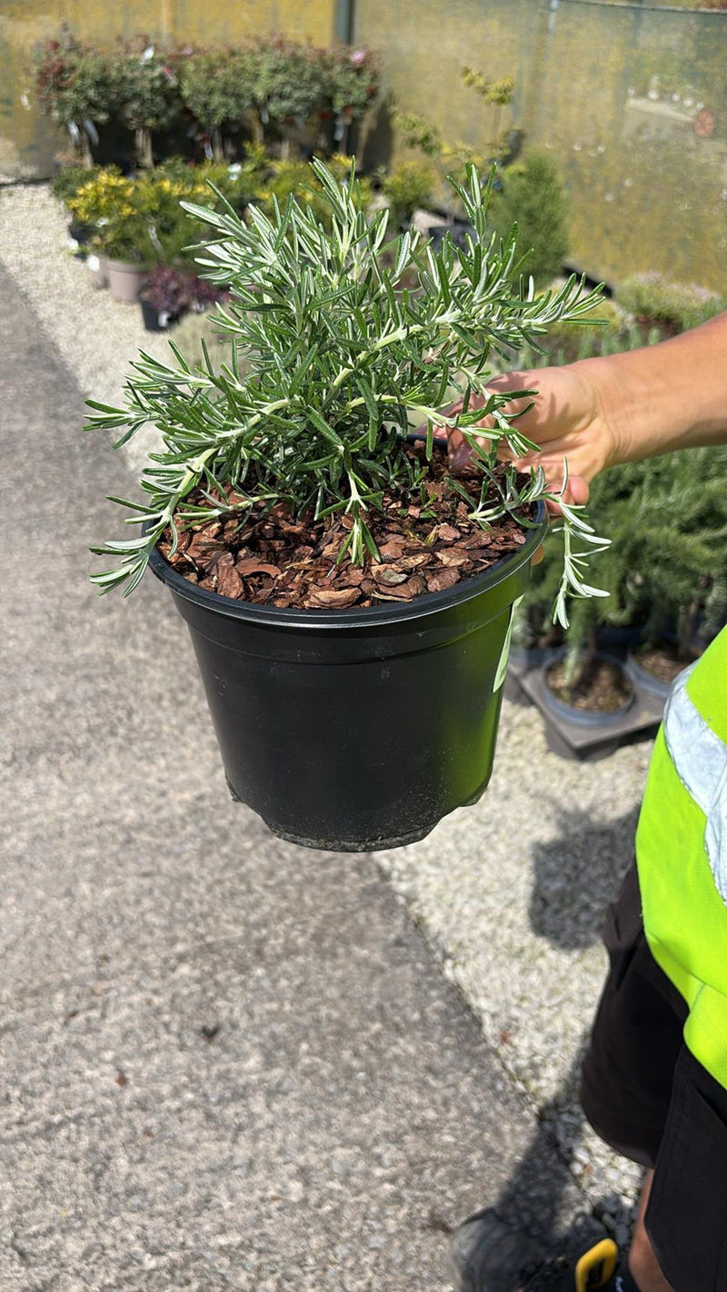 Rosmarinus  Whitewater Silver 3 Litre Pot