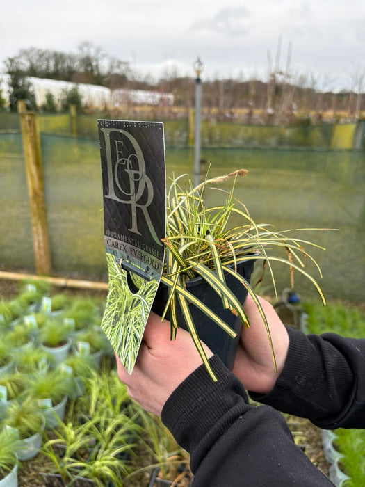 Carex oshimensis Evergold 1 Litre Pot