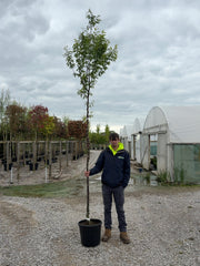 Prunus Serrula Standard 8-10cm Girth Pre Order/Ready For June