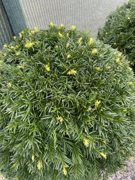 Taxus Baccata Topairy Yew Ball 50cm