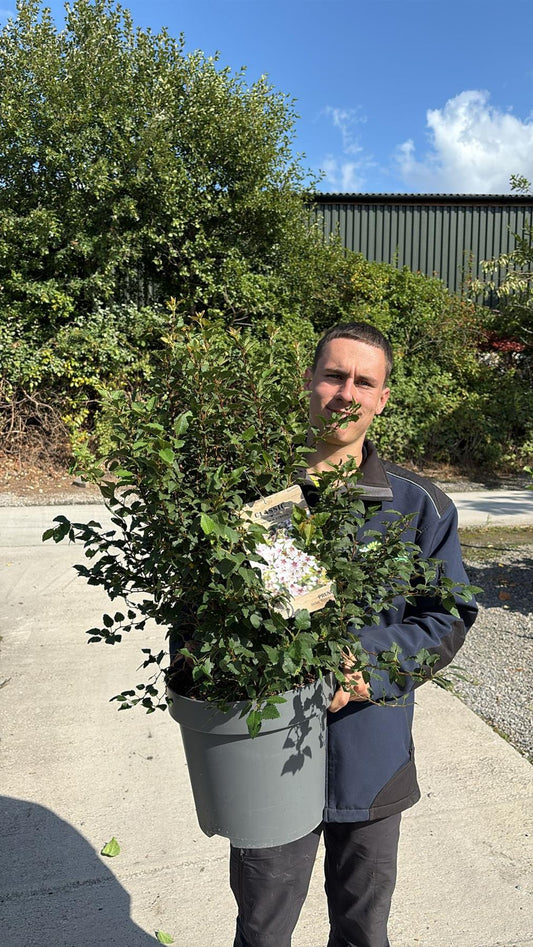 Prunus inc. kojo-No-Mai 12 Litre Pot 60-80cm