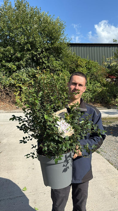 Prunus inc. kojo-No-Mai 12 Litre Pot 50/80cm