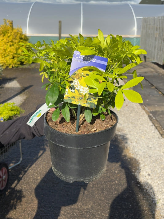 Choisya Ter. Sundance 5 Litre Pot