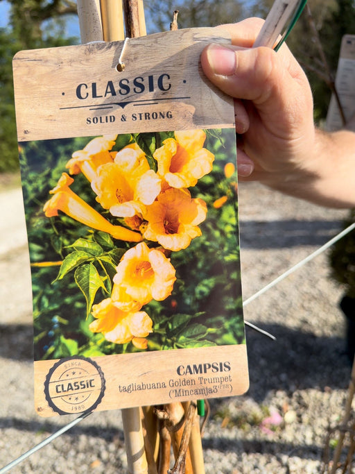 Campsis Golden Trumpet 12 Litre 150/175cm