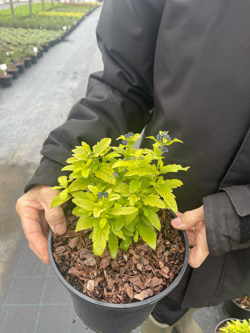 Caryopteris Sapphire Dream 3 Litre Pot
