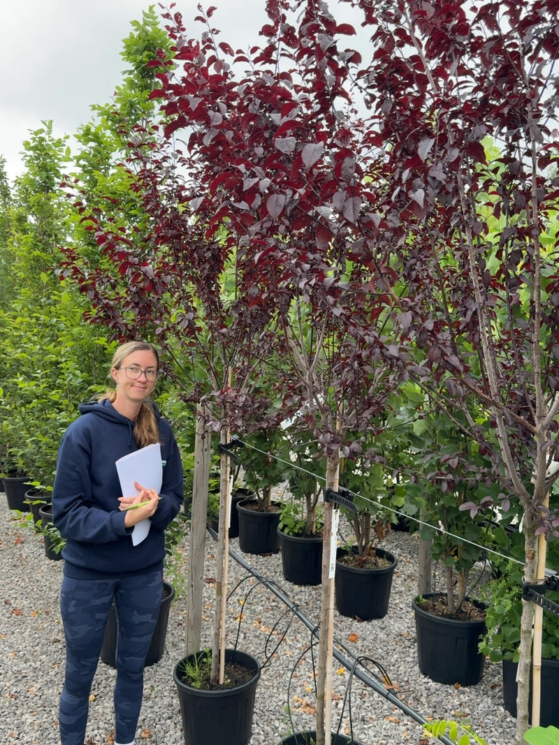 Prunus cer. Atropurpurea 15 Litre Pot