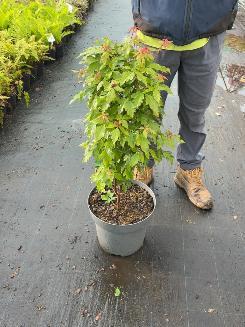 Acer Griseum 12 Litre Pot