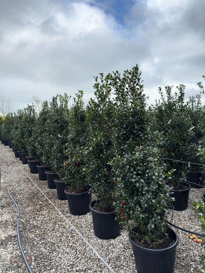 Ilex mes. Heckenfee 150/170cm