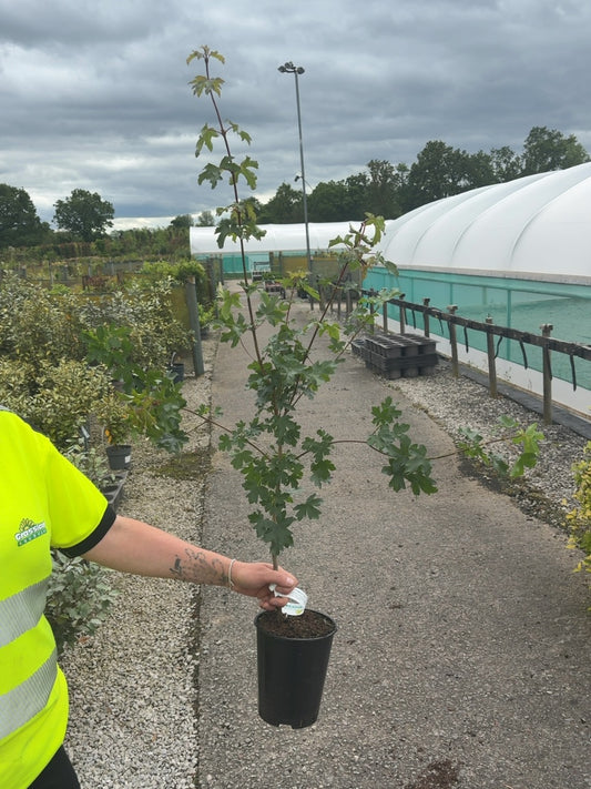 Field Maple Hedging 2 Litre Pot 60-80cm