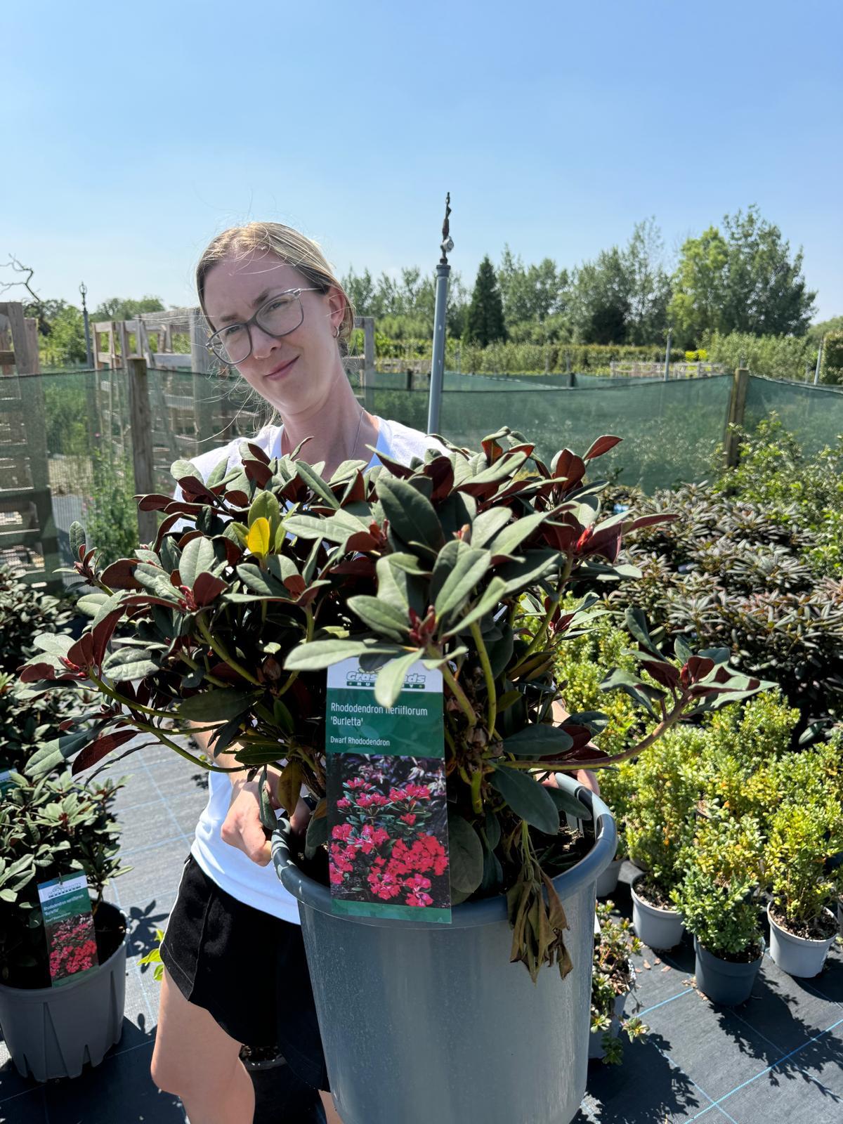 Rhododendron neriiflorum Burletta 15 Litre Pot