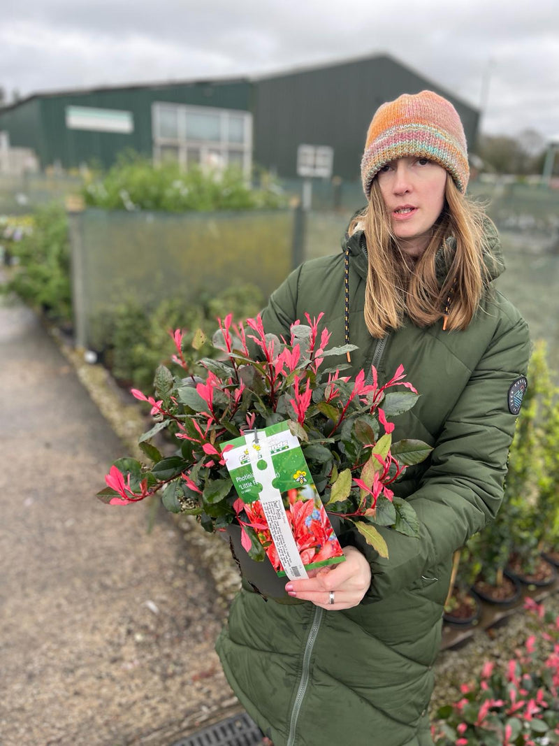 Photinia Little Fenna 3.5 Litre