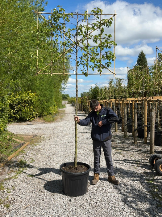 Pyrus Chanticleer Pleached Rootball 12/14cm Girth 180 Stem 150cm Wide x 120cm Tall Pre-Order For June