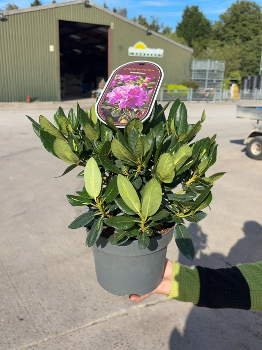 Rhododendron Hybrid Goldflimmer 3 Litre Pot