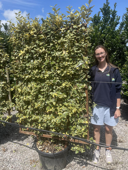 Elaeagnus x Vivileg Pleached Wall Frame 55 Litre Pot 160x110