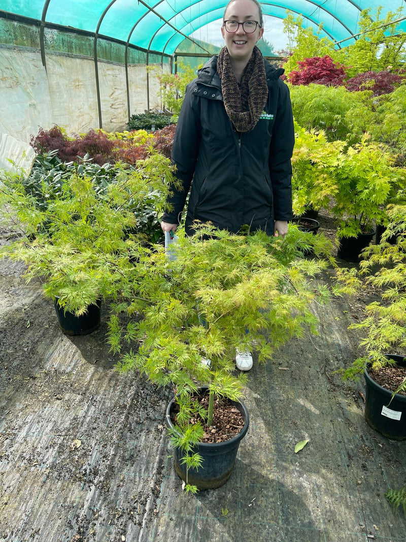 Acer Palmatum Emerald Lace 7.5 Litre Pot