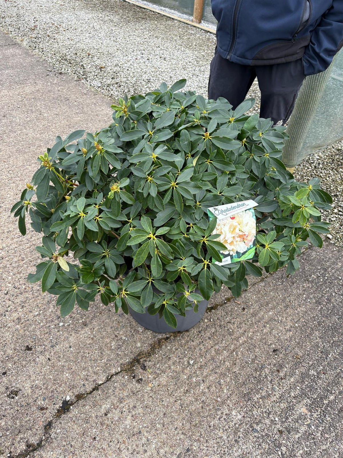 Rhododendron Yak. Golden Torch 40 Litre Pot — Grasslands Nursery