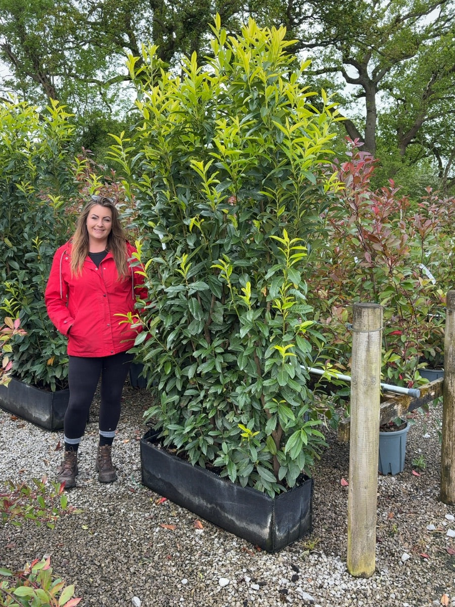 Laurel Hedging, Cherry Laurel Genolia Instant Hedge
