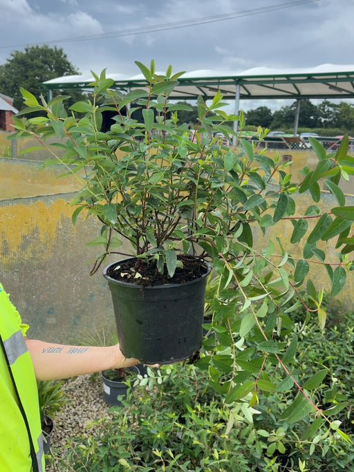 Hypericum Hidcote 5 Litre Pot