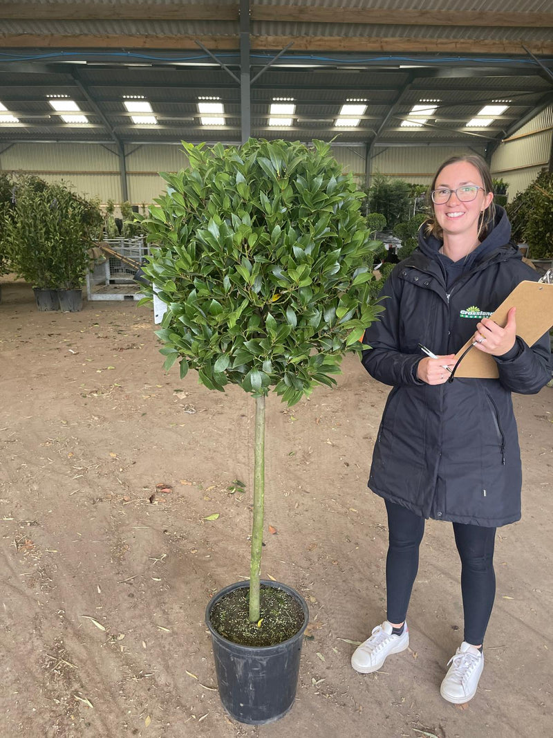 Laurus Nobilis 1/2 Standard 18 Litre Pot 75cm Stem 65cm Head