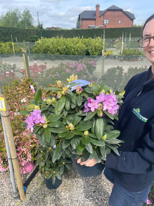 Rhododendron Hyb Catawbiense Grandiflorum 12 Litre Pot