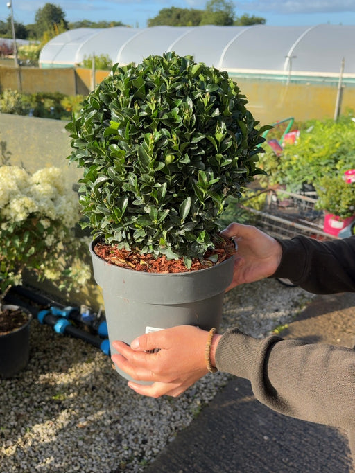 Euonymus Jap. Green Spire Ball 5 Litre Pot 25cm