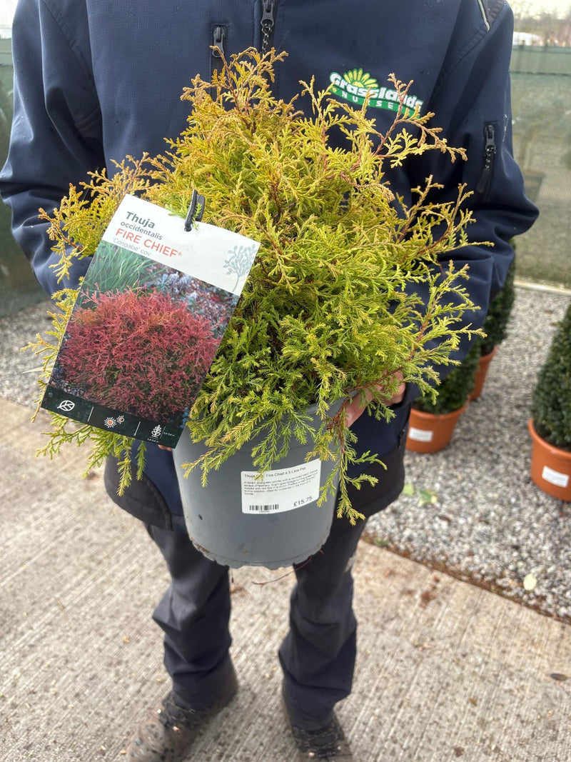 Thuja Occ. Fire Chief 4.5 Litre Pot