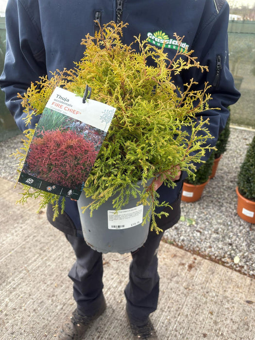 Thuja Occ. Fire Chief 4.5 Litre Pot
