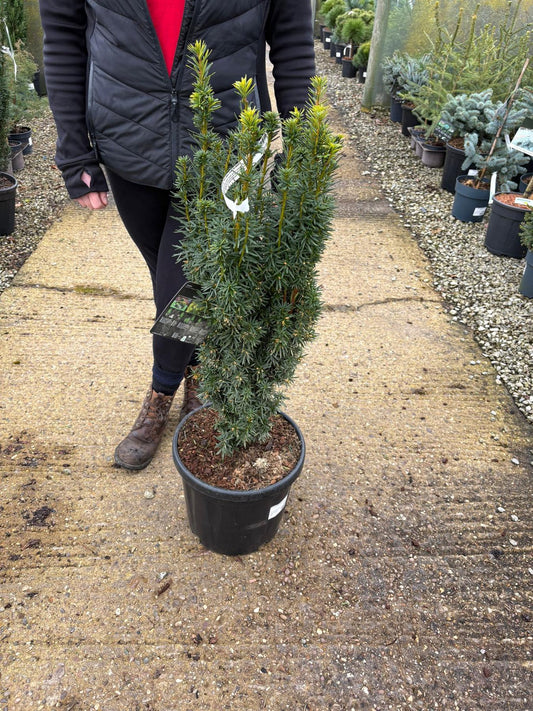 Taxus Baccata David 18 Litre Pot 70-80cm