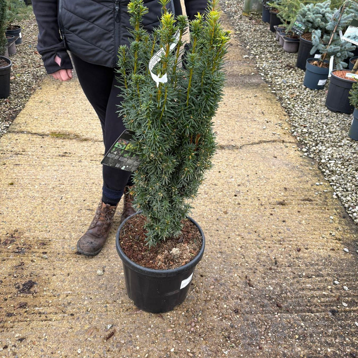 taxus baccata david wachstum Taxus Baccata David 18 Litre Pot 70-80cm — Grasslands Nursery