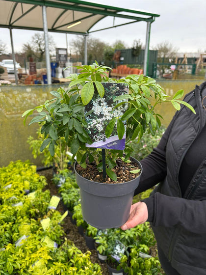 Choisya Ternata 2 Litre Pot