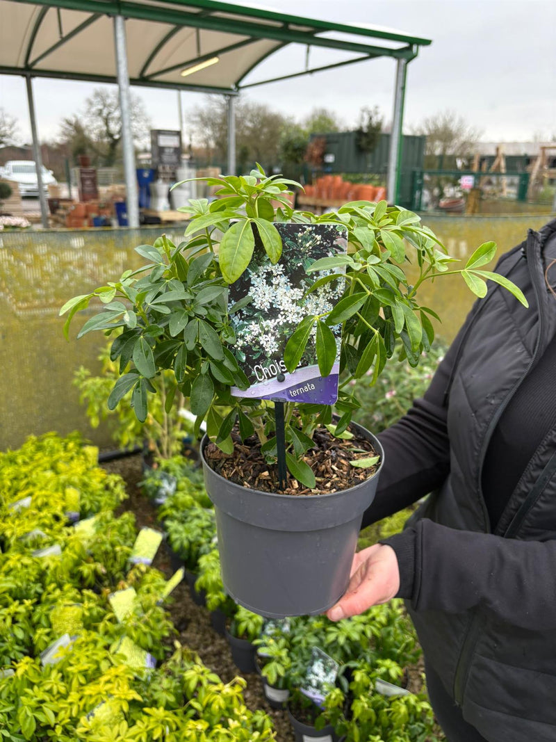 Choisya Ternata 2 Litre Pot