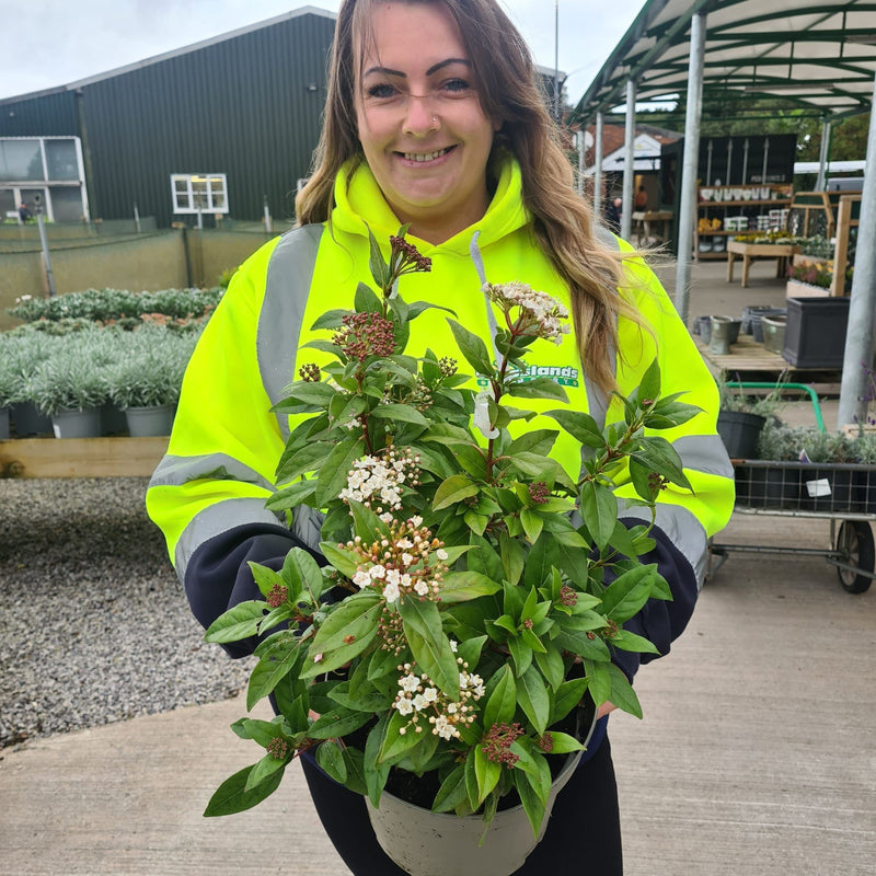 Viburnum Tinus Eve Price 5 Litre Pot